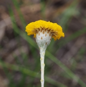 Leptorhynchos squamatus subsp. squamatus at Kowen, ACT - 3 Nov 2015 08:49 AM