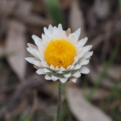 Leucochrysum albicans subsp. tricolor (Hoary Sunray) at Kowen Woodland - 3 Nov 2015 by KenT