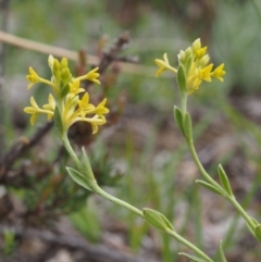 Pimelea curviflora (Curved Rice-flower) at Kowen Woodland - 3 Nov 2015 by KenT