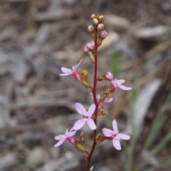 Stylidium sp. (Trigger Plant) at Kowen Woodland - 3 Nov 2015 by KenT