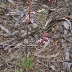 Stylidium sp. at Kowen, ACT - 3 Nov 2015