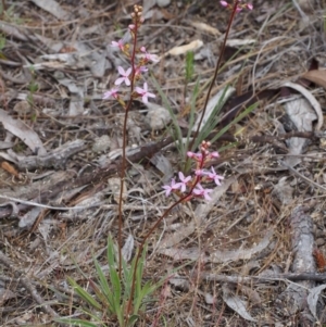 Stylidium sp. at Kowen, ACT - 3 Nov 2015