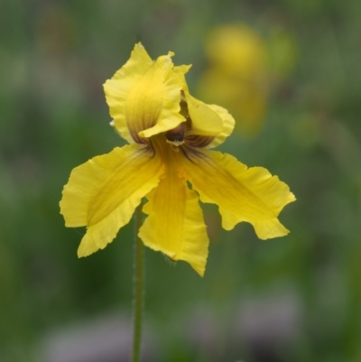 Velleia paradoxa (Spur Velleia) at Kowen, ACT - 2 Nov 2015 by KenT