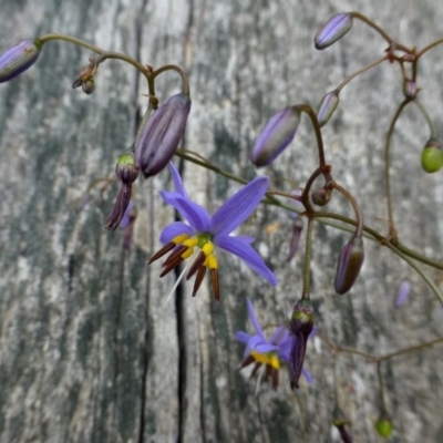 Dianella revoluta var. revoluta (Black-Anther Flax Lily) at Acton, ACT - 3 Nov 2015 by RWPurdie