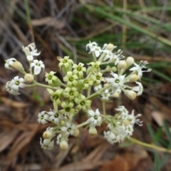 Astrotricha ledifolia (Common Star-hair) at Point 5832 - 4 Nov 2015 by RWPurdie