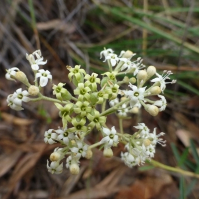 Astrotricha ledifolia (Common Star-hair) at Acton, ACT - 3 Nov 2015 by RWPurdie