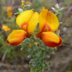 Mirbelia oxylobioides (Mountain Mirbelia) at Acton, ACT - 4 Nov 2015 by RWPurdie