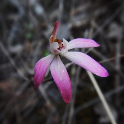 Caladenia fuscata (Dusky Fingers) at Aranda, ACT - 13 Oct 2015 by CathB