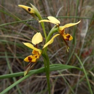 Diuris sulphurea at Point 3852 - suppressed