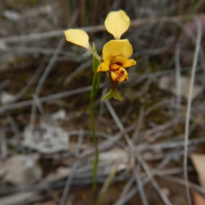 Diuris nigromontana (Black Mountain Leopard Orchid) at Point 3852 - 22 Oct 2015 by CathB