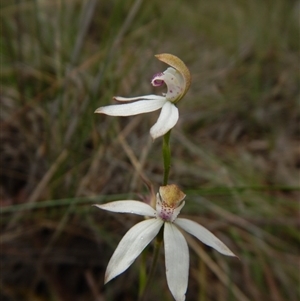 Caladenia moschata at Point 3852 - suppressed