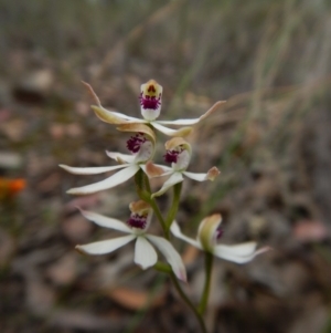 Caladenia cucullata at Belconnen, ACT - suppressed