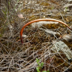 Thelymitra sp. at Point 3852 - suppressed