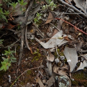 Cyanicula caerulea at Point 3852 - suppressed