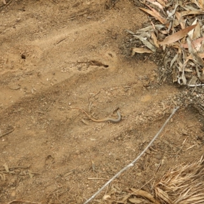 Ctenotus taeniolatus (Copper-tailed Skink) at Acton, ACT - 30 Oct 2015 by MichaelMulvaney