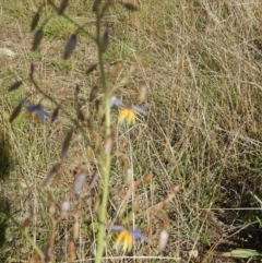 Dianella sp. aff. longifolia (Benambra) (Pale Flax Lily, Blue Flax Lily) at Deakin, ACT - 3 Nov 2015 by MichaelMulvaney