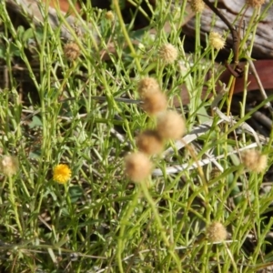 Calotis lappulacea at Deakin, ACT - 3 Nov 2015 04:24 PM