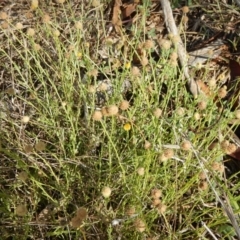 Calotis lappulacea at Deakin, ACT - 3 Nov 2015 04:24 PM