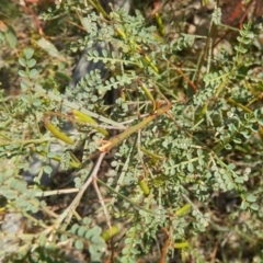 Indigofera adesmiifolia (Tick Indigo) at Deakin, ACT - 3 Nov 2015 by MichaelMulvaney