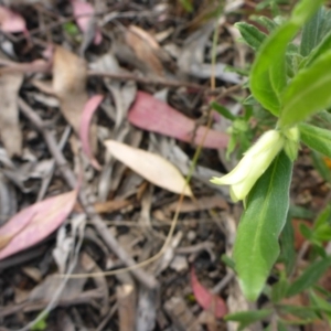 Billardiera scandens at Aranda, ACT - 3 Nov 2015 03:42 PM