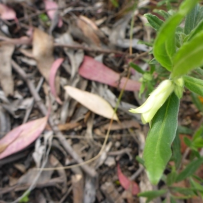 Billardiera scandens (Hairy Apple Berry) at Aranda, ACT - 3 Nov 2015 by JanetRussell