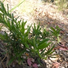 Billardiera scandens at Aranda, ACT - 3 Nov 2015 03:42 PM