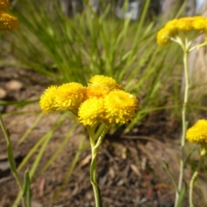 Chrysocephalum apiculatum at Aranda, ACT - 3 Nov 2015