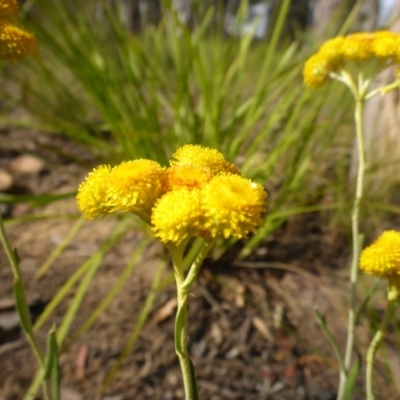 Chrysocephalum apiculatum (Common Everlasting) at Aranda, ACT - 3 Nov 2015 by JanetRussell