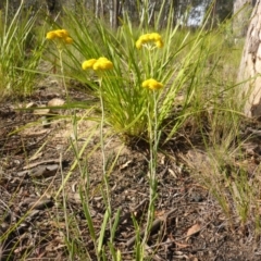 Chrysocephalum apiculatum at Aranda, ACT - 3 Nov 2015