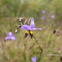 Dianella revoluta var. revoluta (Black-Anther Flax Lily) at Bruce, ACT - 30 Oct 2015 by JanetRussell