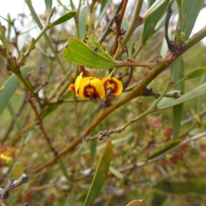 Daviesia mimosoides at Bruce, ACT - 30 Oct 2015