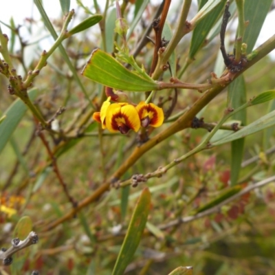 Daviesia mimosoides (Bitter Pea) at Bruce, ACT - 30 Oct 2015 by JanetRussell