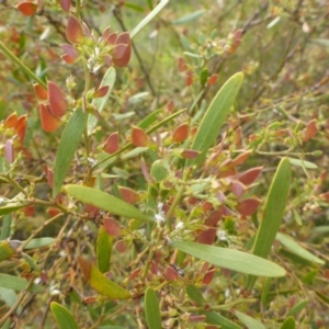 Daviesia mimosoides at Bruce, ACT - 30 Oct 2015 02:35 PM