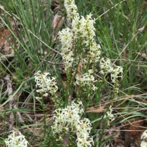 Stackhousia monogyna at O'Connor, ACT - 18 Oct 2015