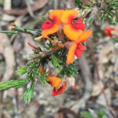 Dillwynia sericea (Egg And Bacon Peas) at Bruce, ACT - 1 Nov 2015 by ibaird