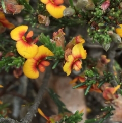 Dillwynia sericea at Bruce, ACT - 1 Nov 2015