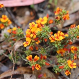 Pultenaea procumbens at Point 93 - 1 Nov 2015 12:05 PM