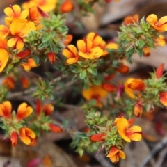 Pultenaea procumbens at Point 93 - 1 Nov 2015 12:05 PM