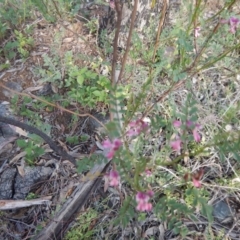 Indigofera adesmiifolia (Tick Indigo) at Deakin, ACT - 3 Nov 2015 by MichaelMulvaney