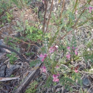 Indigofera adesmiifolia at Deakin, ACT - 3 Nov 2015 05:00 PM