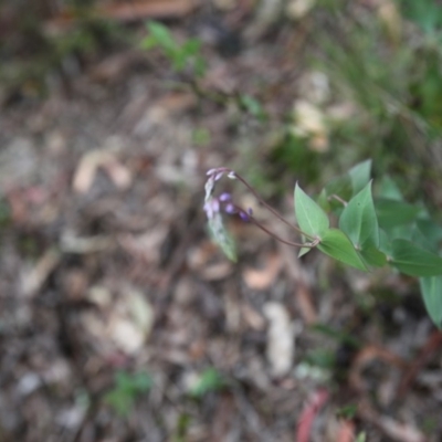 Veronica perfoliata (Digger's Speedwell) at Point 93 - 1 Nov 2015 by ibaird