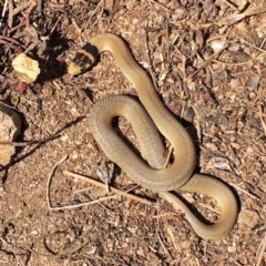 Pseudonaja textilis (Eastern Brown Snake) at Jerrabomberra, NSW - 4 Nov 2015 by Wandiyali