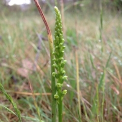 Microtis parviflora (Slender Onion Orchid) at Denman Prospect, ACT - 5 Nov 2015 by RichardMilner