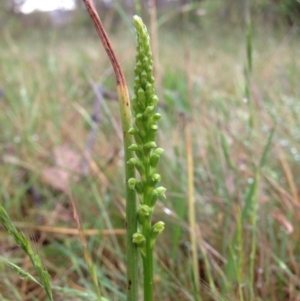 Microtis parviflora at Denman Prospect, ACT - suppressed