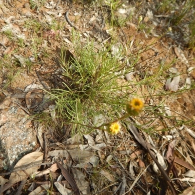 Rutidosis leptorhynchoides (Button Wrinklewort) at Deakin, ACT - 3 Nov 2015 by MichaelMulvaney