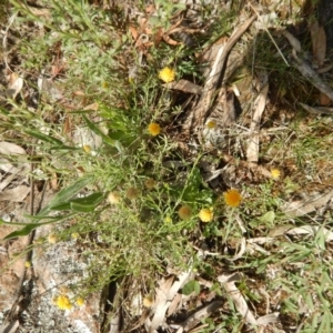 Calotis lappulacea at Deakin, ACT - 3 Nov 2015