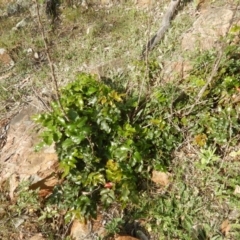 Berberis aquifolium (Oregon Grape) at Deakin, ACT - 3 Nov 2015 by MichaelMulvaney