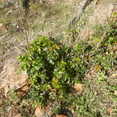 Berberis aquifolium (Oregon Grape) at Deakin, ACT - 3 Nov 2015 by MichaelMulvaney