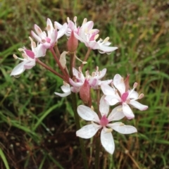 Burchardia umbellata (Milkmaids) at Stromlo, ACT - 5 Nov 2015 by RichardMilner