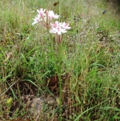 Burchardia umbellata at Stromlo, ACT - 5 Nov 2015 01:45 PM